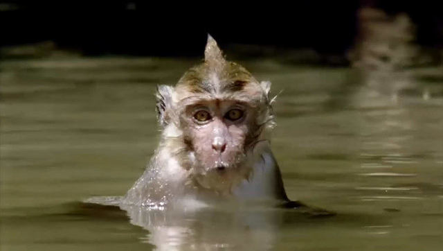 水猴子NBA押注平台为什么要拉人?科学家认为它只是水獭?